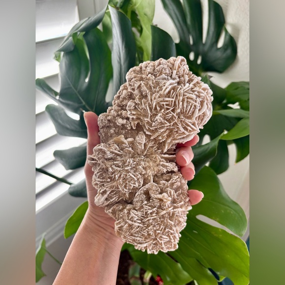 Desert Rose